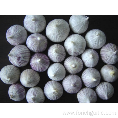 Different Sizes Best Quality Solo Garlic From Yunnan